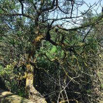 mossy tree
